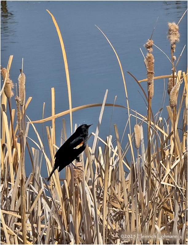 IMG_8304-Red-winged Blackbird.jpg