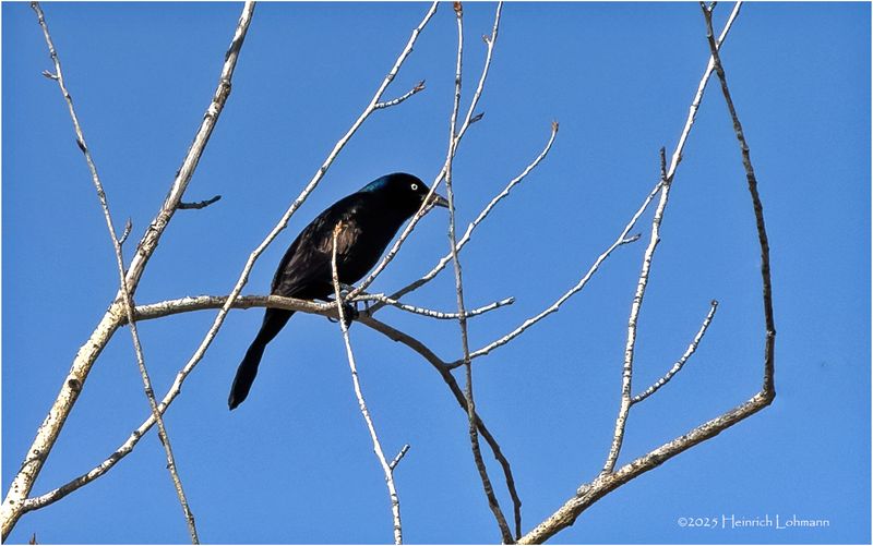 IMG_8377-Common Grackle.jpg