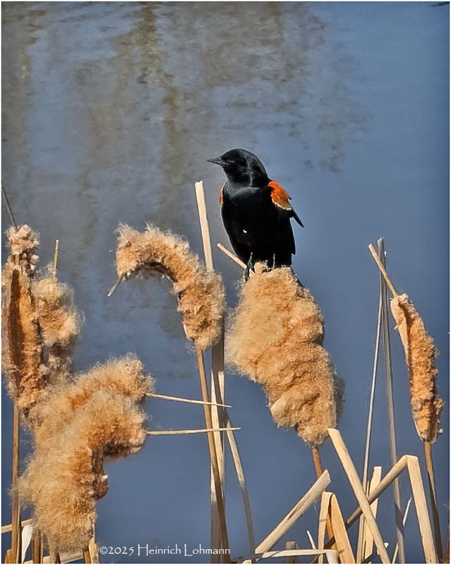 IMG_8392-Red-wiged Blackbird.jpg