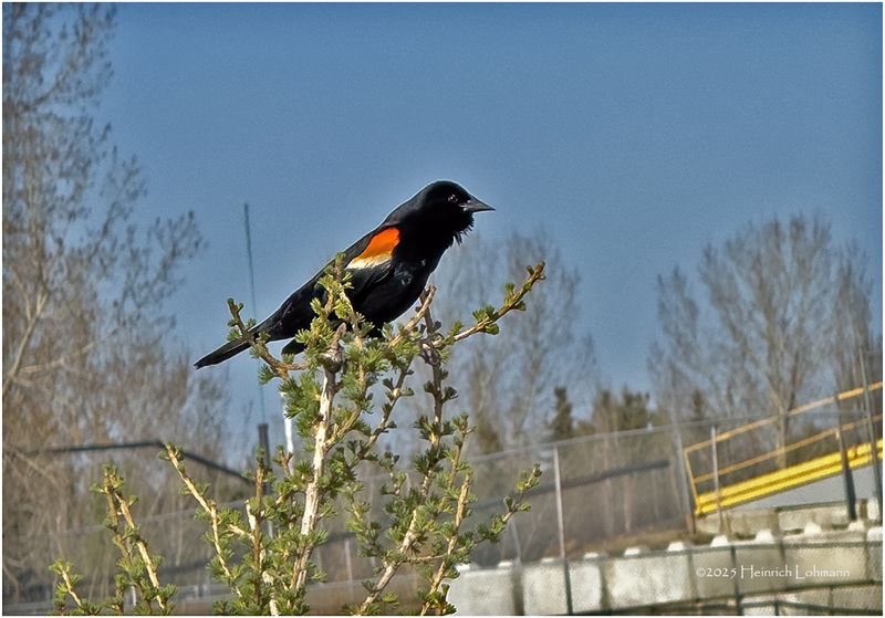 IMG_8396-Red-winged Blackbird.jpg
