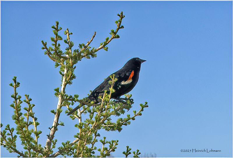 IMG_8399-Red-winged Blackbird.jpg