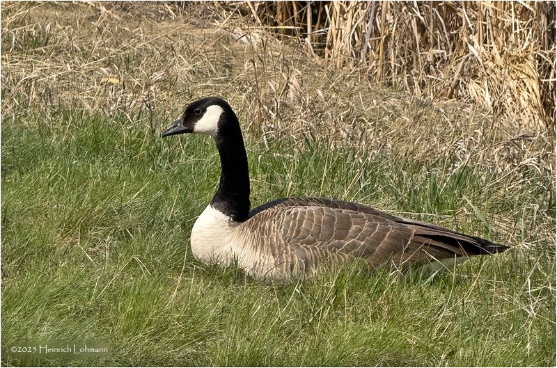 IMG_8522-Canada Goose.jpg