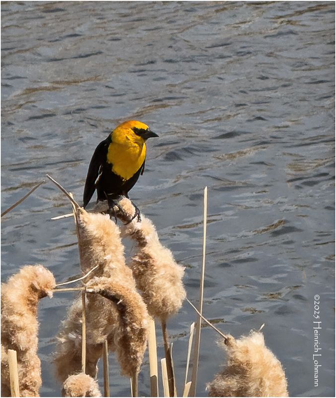 IMG_8529-Yellow Headed Blackbied.jpg