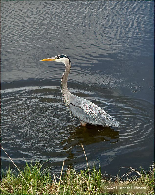 IMG_8679-Great Blue Heron.jpg