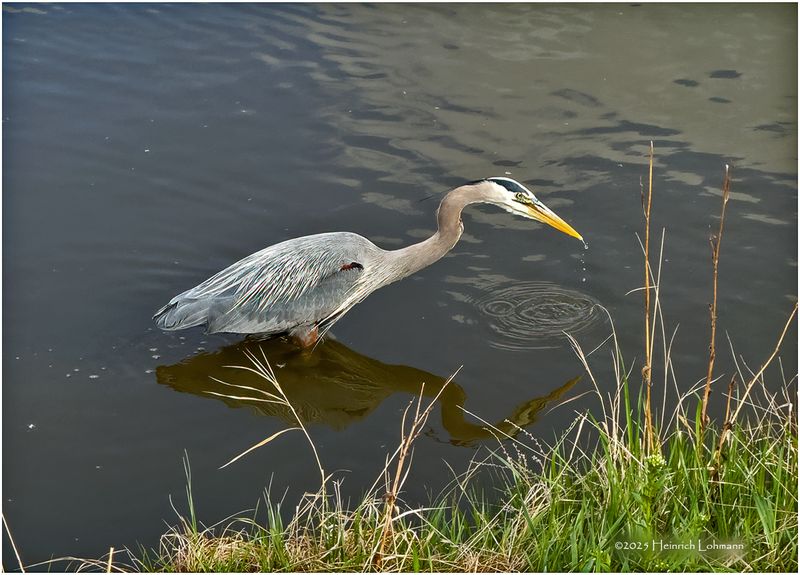 IMG_8686-Great Blue Heron.jpg