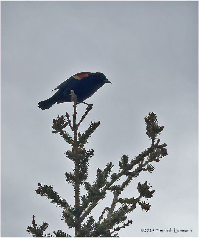 IMG_0094-Red-winged Blackbird.jpg