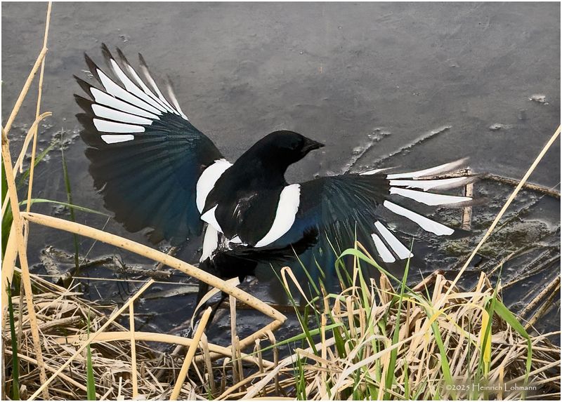 IMG_0126-Black-billed Magpie.jpg
