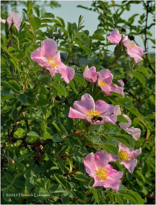 IMG_0404-Wild Rose.jpg