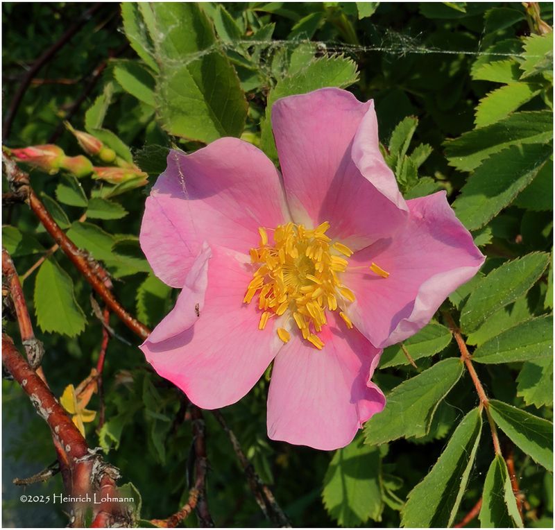 IMG_0399-Wild Rose.jpg