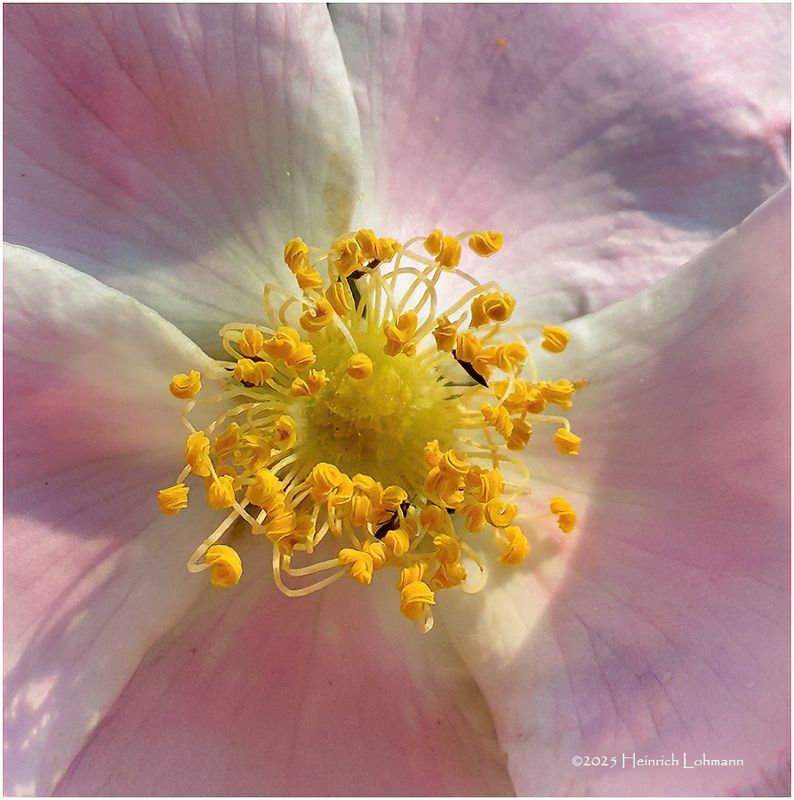 IMG_0392-2-Wild Rose.jpg