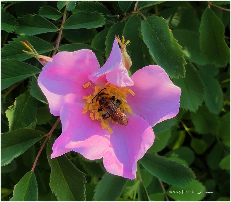 IMG_0381-Wild Rose.jpg