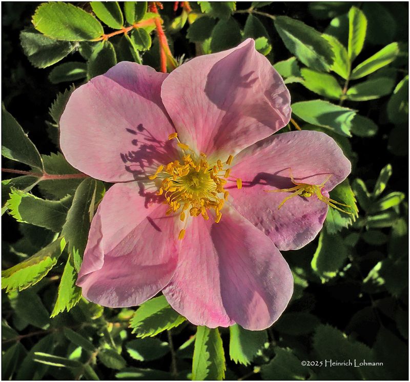 IMG_0501-Wild Rose.jpg