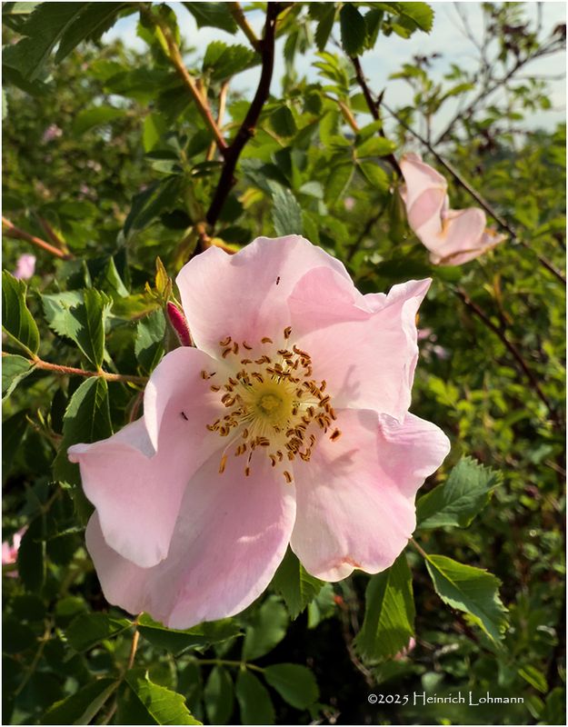 IMG_0508-Wild Rose.jpg