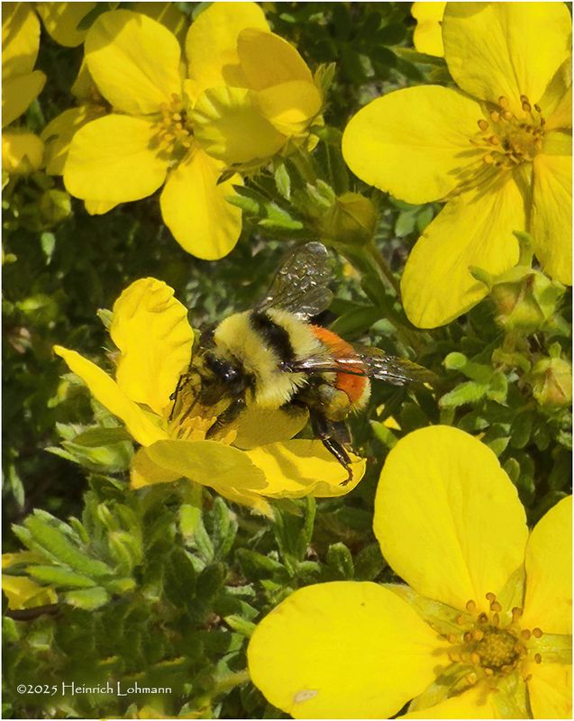 IMG_0628-Bumble Bee.jpg