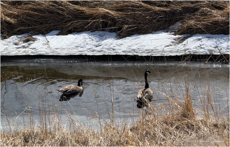 IMG_7785-Canada Geese.jpg