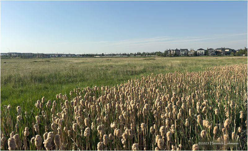 IMG_0445-Airdrie.jpg