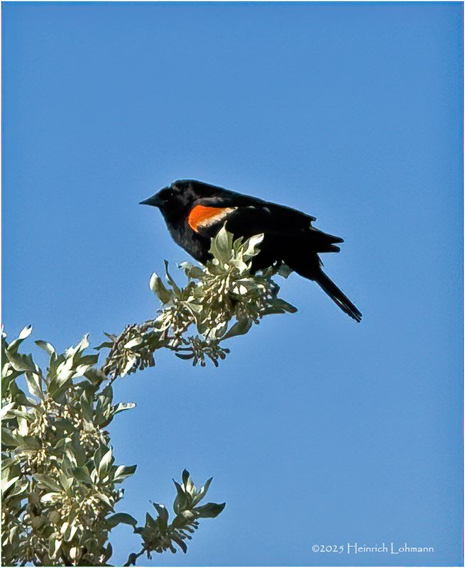 IMG_0692-Red-Winged Black Bird.jpg