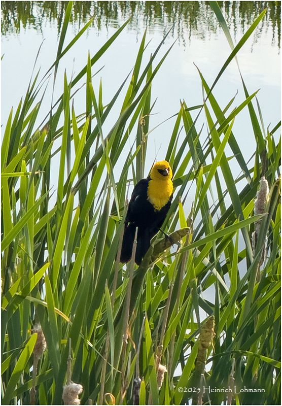 IMG_0766-Yellow-Headed Black Bird.jpg