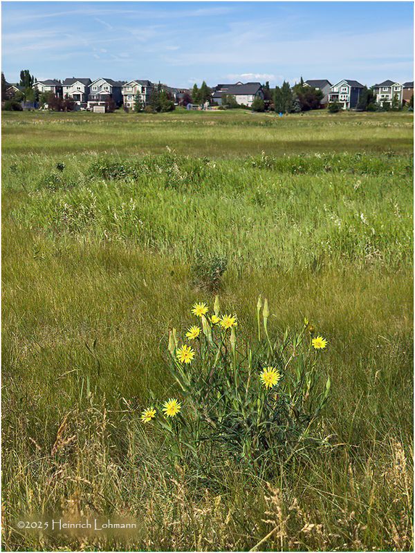 IMG_1038-Airdrie.jpg