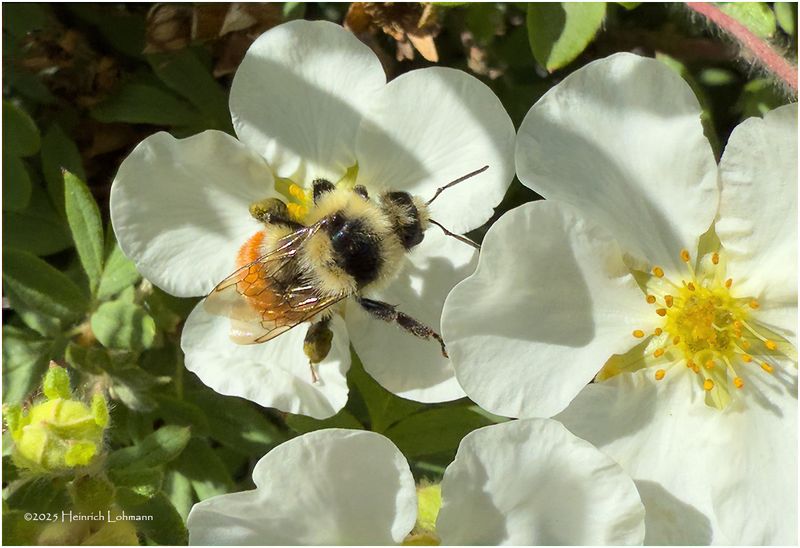 IMG_1302-Bomble Bee.jpg
