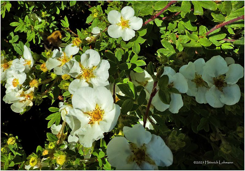 IMG_1288-Potentilla.jpg