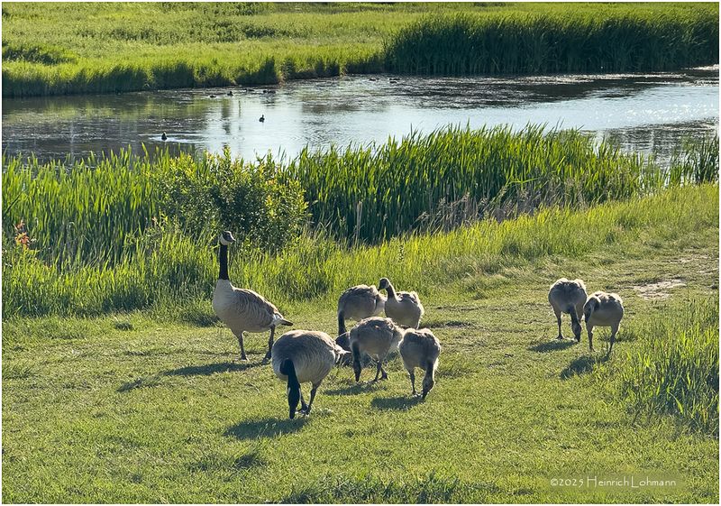 IMG_1479-Canada Geese.jpg