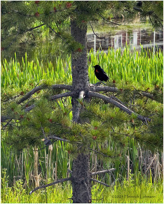 IMG_1577-Red-Winged Black Bird.jpg