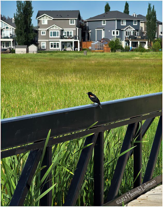 IMG_1583-Red-Winged Black Bird.jpg