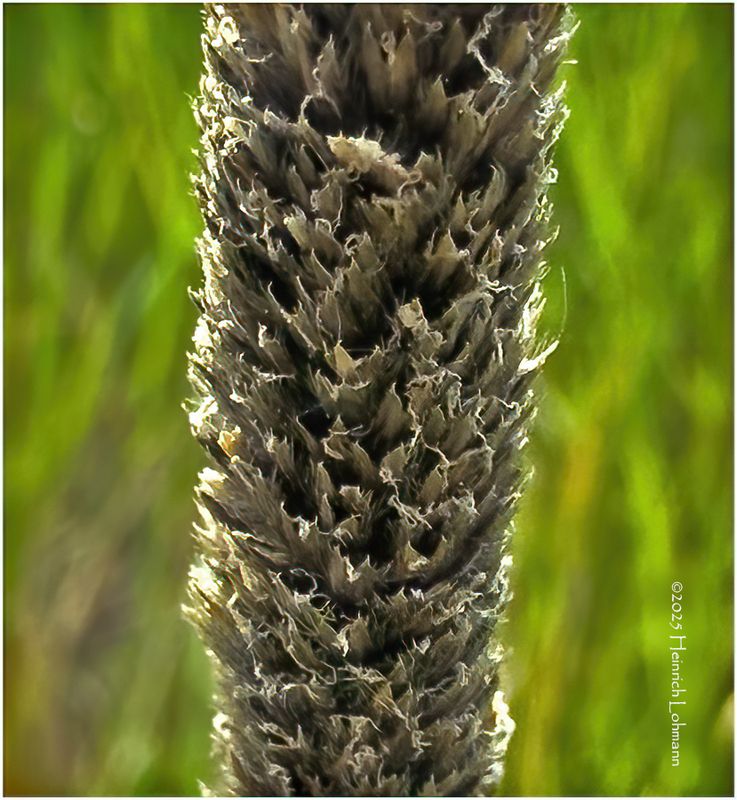 IMG_1781-Grass Seed.jpg