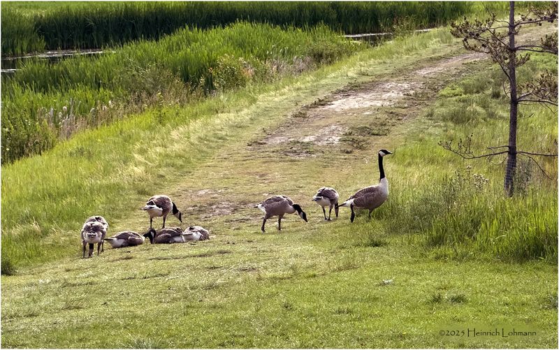 IMG_1783-Canada Geese.jpg