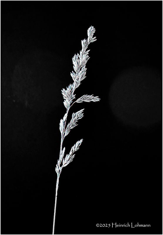 IMG_1897-Grass.jpg