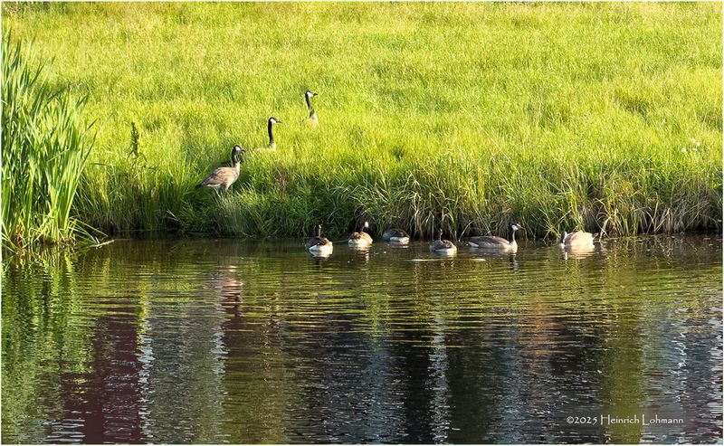 IMG_2161-Canada Geese.jpg
