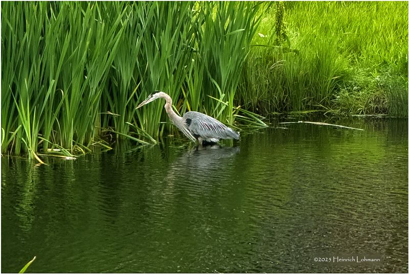 IMG_2204-Great Blue Heron.jpg
