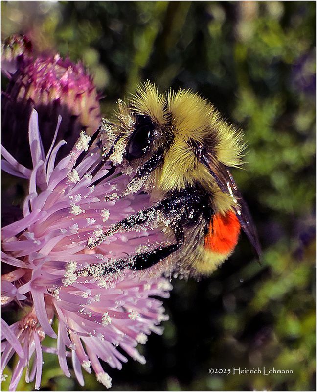 IMG_2254-Bumble Bee.jpg