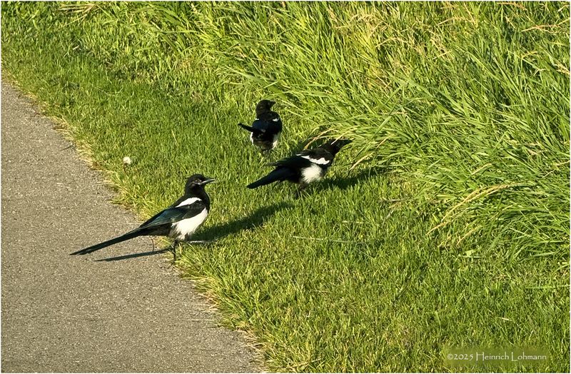 IMG_2894-Black-billed Magpie.jpg