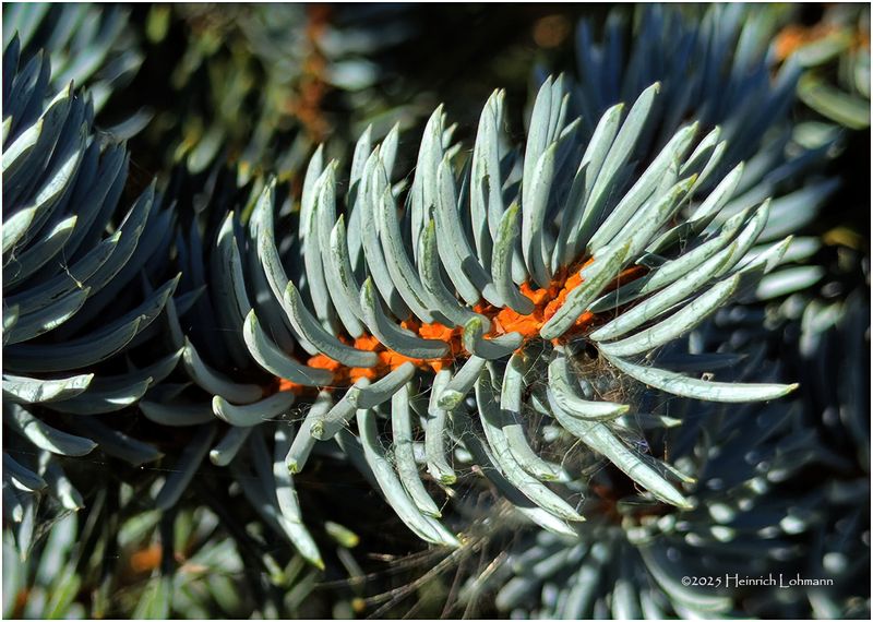 IMG_2961-Blue Spruce.jpg