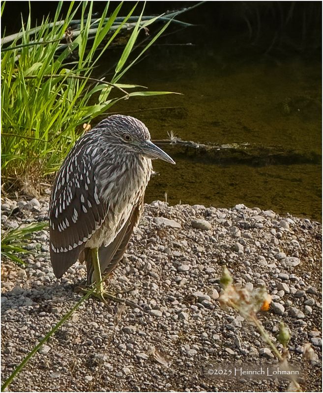 IMG_3806-Black-Crowned Night Heron-juvenile.jpg