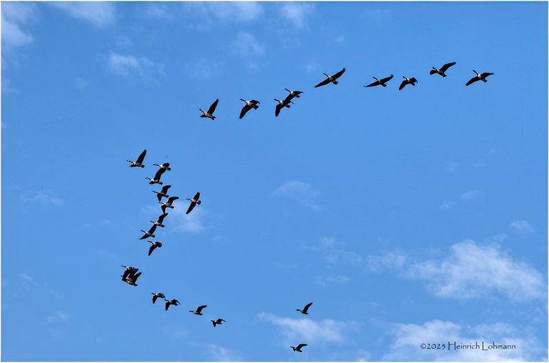 IMG_4004-Canada Geese.jpg