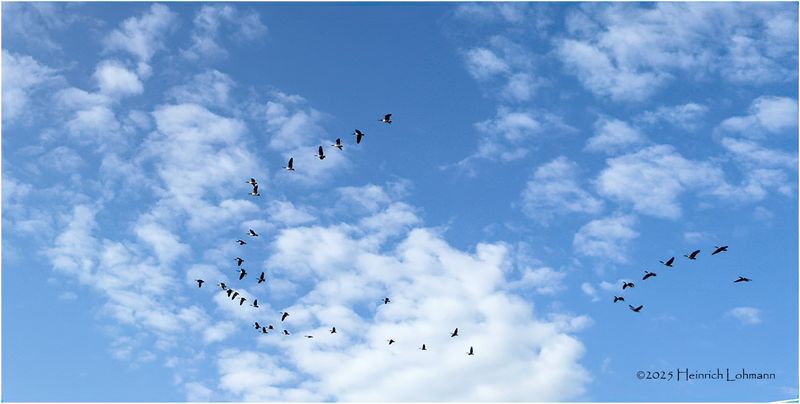 IMG_4005-Canada Geese.jpg