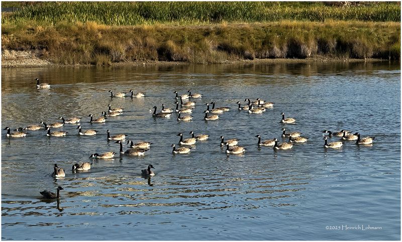 IMG_4273-Canada Geese.jpg