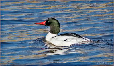 K3315862-Common Merganser-male.jpg