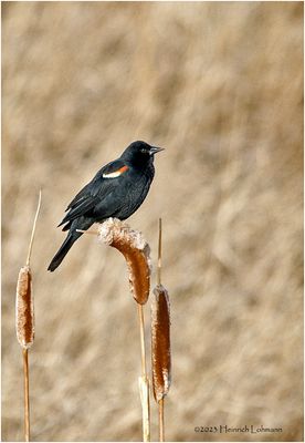 K3315890-Red-winged Blackbird-male.jpg