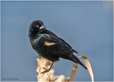 K3315980-Red-winged Blackbird-male.jpg