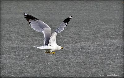 K4230529-Ring-billed Seagull.jpg