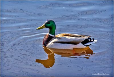 K4230574-Mallard-male.jpg