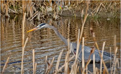 K4230696-GreatBlue Heron.jpg