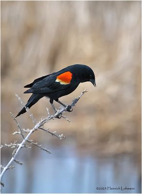 K4230618-Red-Winged Blackbird-male.jpg