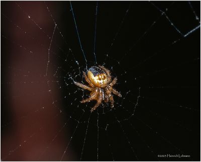 KF000114a-real tiny spider.jpg