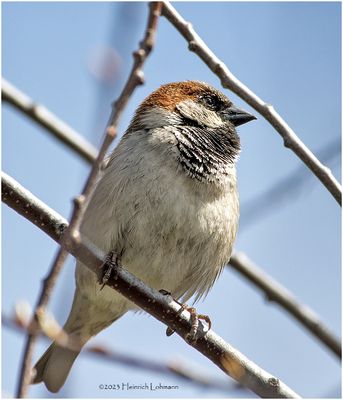 K3316011-House Sparrow-male.jpg