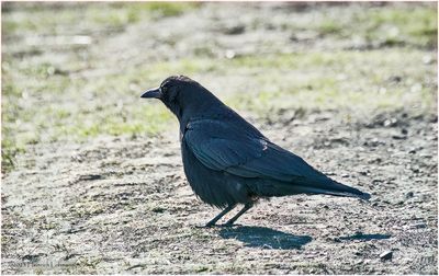 K3316073-American Crow.jpg